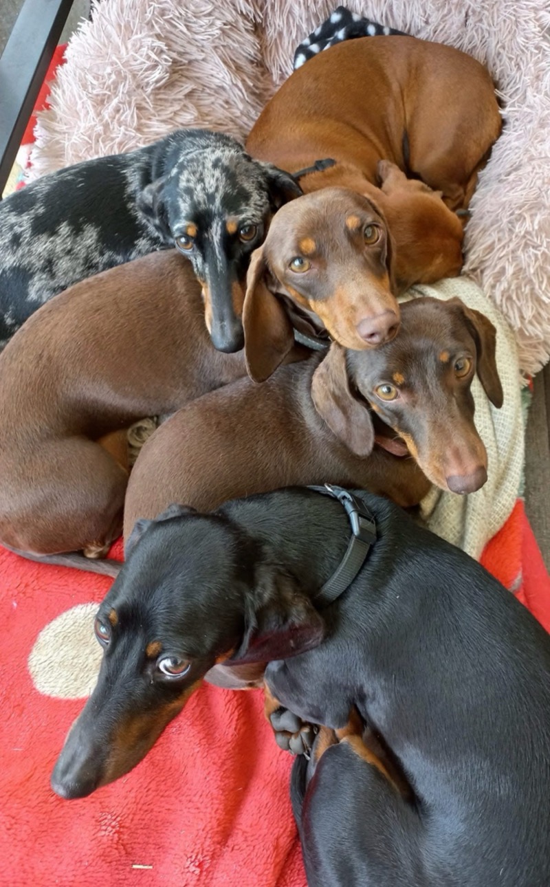 Four dachshunds cuddled together on a cosy blanket