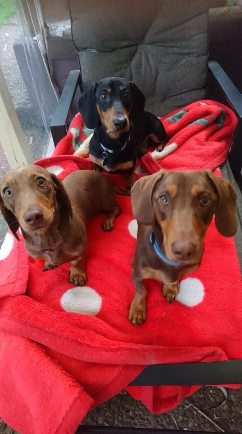Three dachshunds sitting alert on a red polka dot blanket