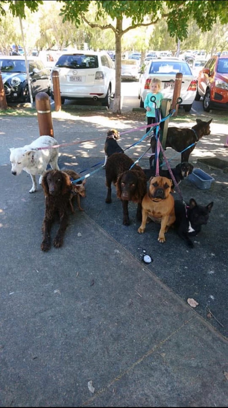 Young girl walking eight dogs on colourful leashes