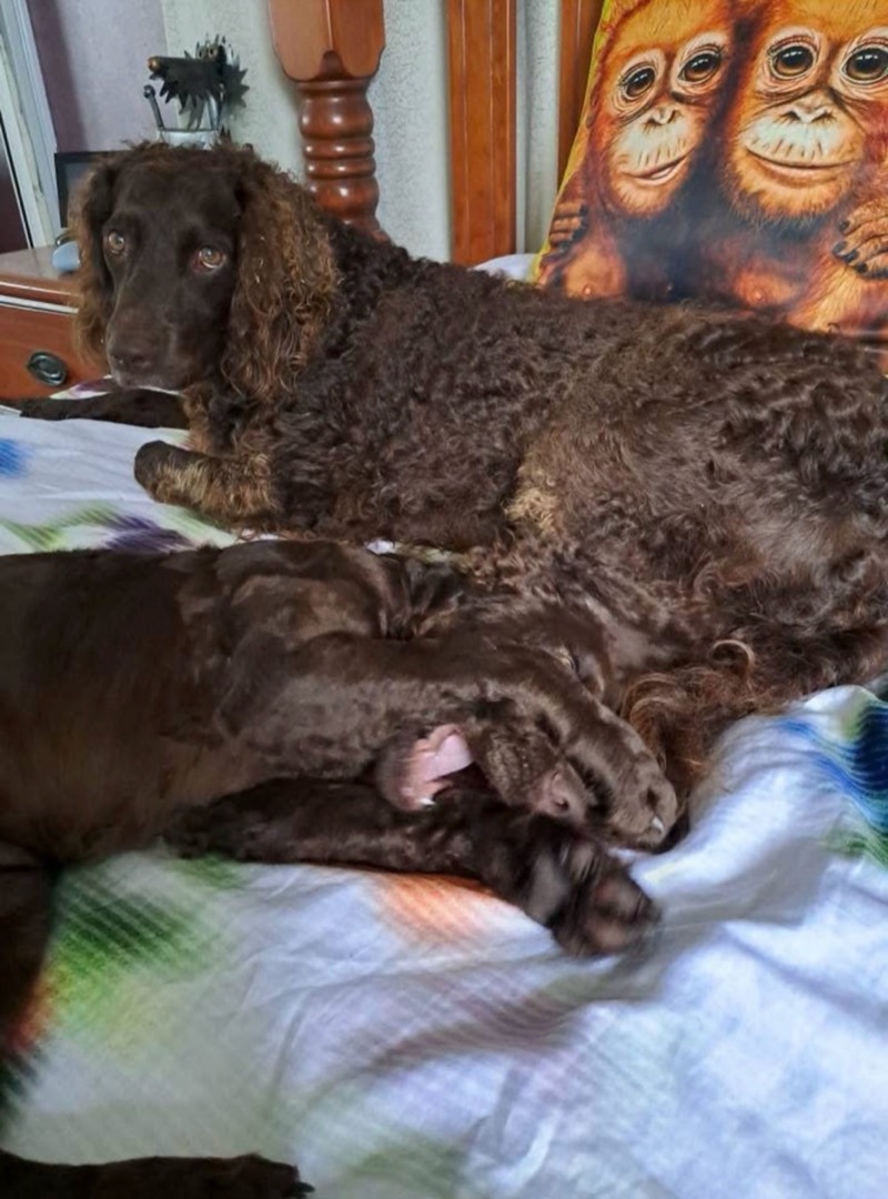 Cocker spaniel mum with newborn puppy on the bed