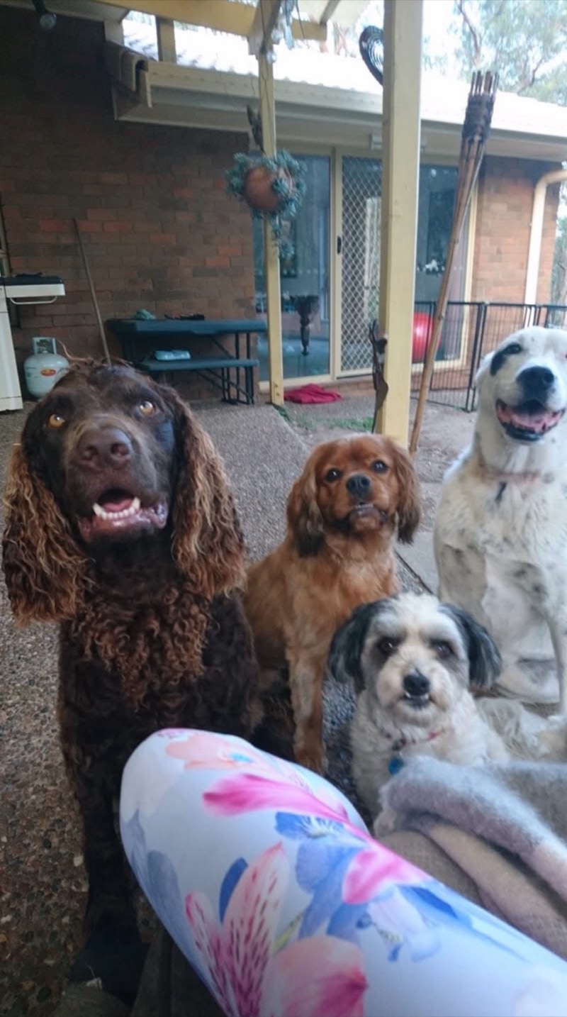Four happy dogs sitting together on the verandah
